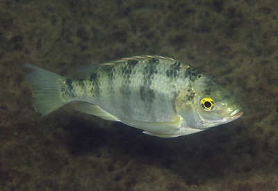 Oreochromis squamipinnis 'Thumbi Point'